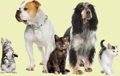 Montreal Veterinary Clinics - Montreal Vets DIRECTORY - Pet Clinics - Animal Clinics - MontrealVet.com